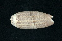 藏品(蠟燭榧螺)的圖片